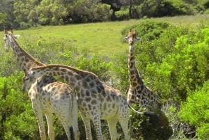 Port Elizabeth: Kragga Kamma Safari ja Sardinia Bayn ranta