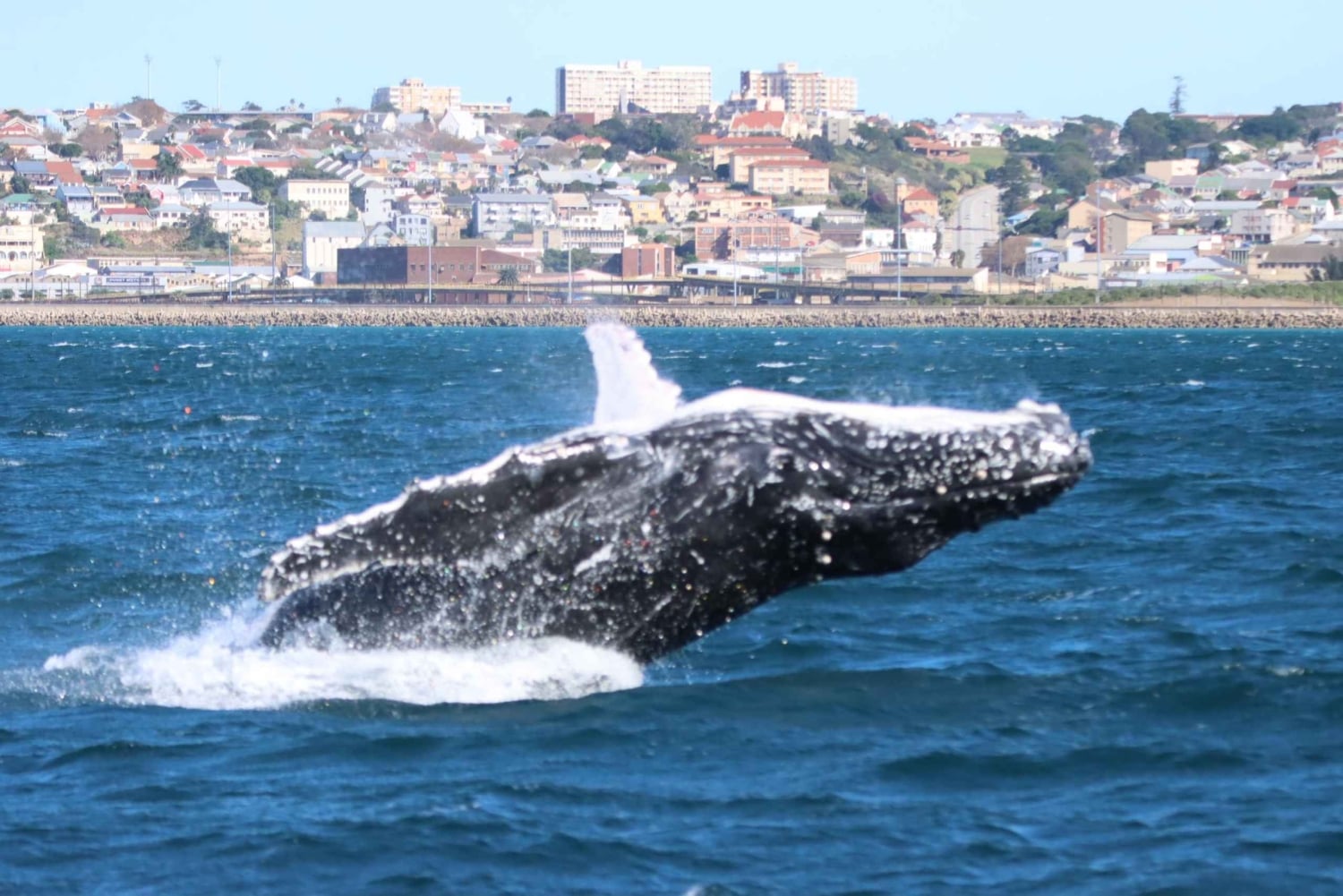 Port Elizabeth: Marine Safari & Addo Big 7 Shore Excursion