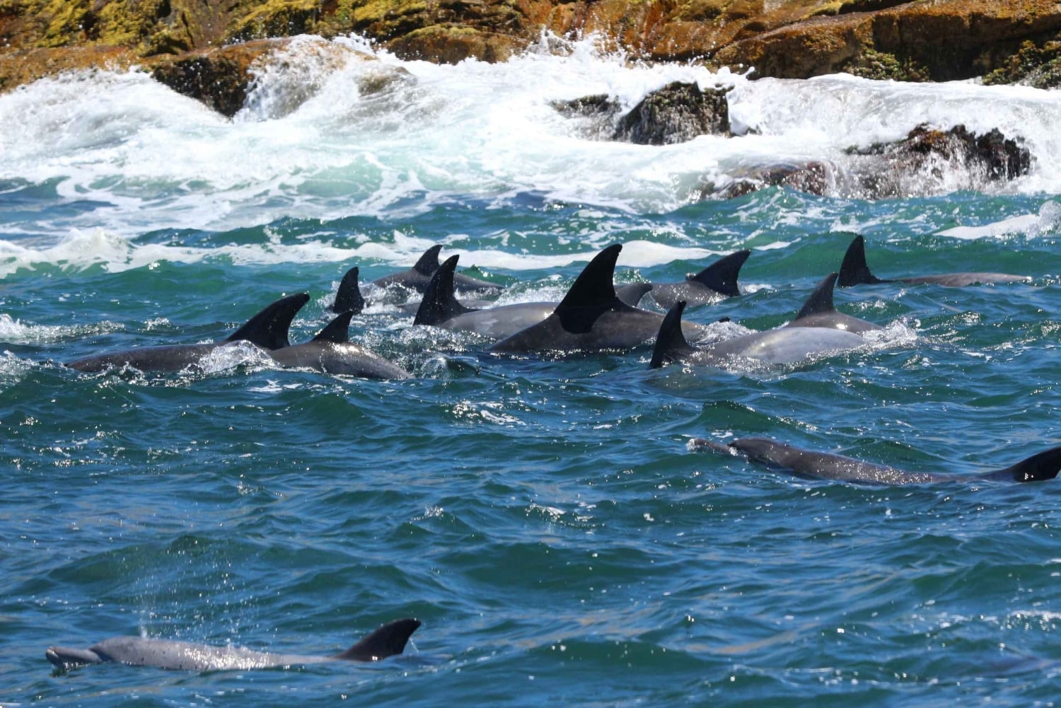 Port Elizabeth: Marine Safari & Addo Big 7 Shore Excursion