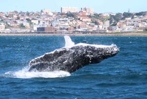 Port Elizabeth: Marine Safari & Addo Big 7 Shore Excursion