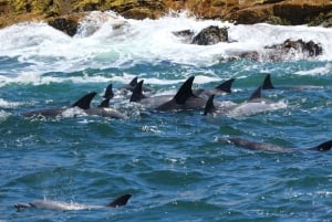 Port Elizabeth: Marine Safari & Addo Big 7 Shore Excursion