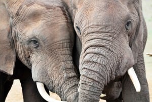 Port Elizabeth: Marine Safari & Addo Big 7 Shore Excursion