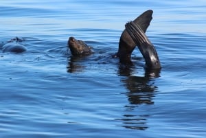 Port Elizabeth: Marine Safari & Addo Big 7 Shore Excursion