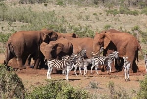 Port Elizabeth: Marine Safari & Addo Big 7 Shore Excursion