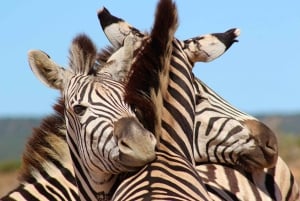 Port Elizabeth: Marine Safari & Addo Big 7 Shore Excursion