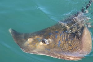 Port Elizabeth: Marine Safari & Addo Big 7 Shore Excursion