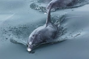 Port Elizabeth: Marine Safari & Addo Big 7 Shore Excursion