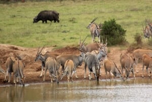 Port Elizabeth: Marine Safari & Addo Big 7 Shore Excursion