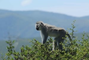 Port Elizabeth: Marine Safari & Addo Big 7 Shore Excursion