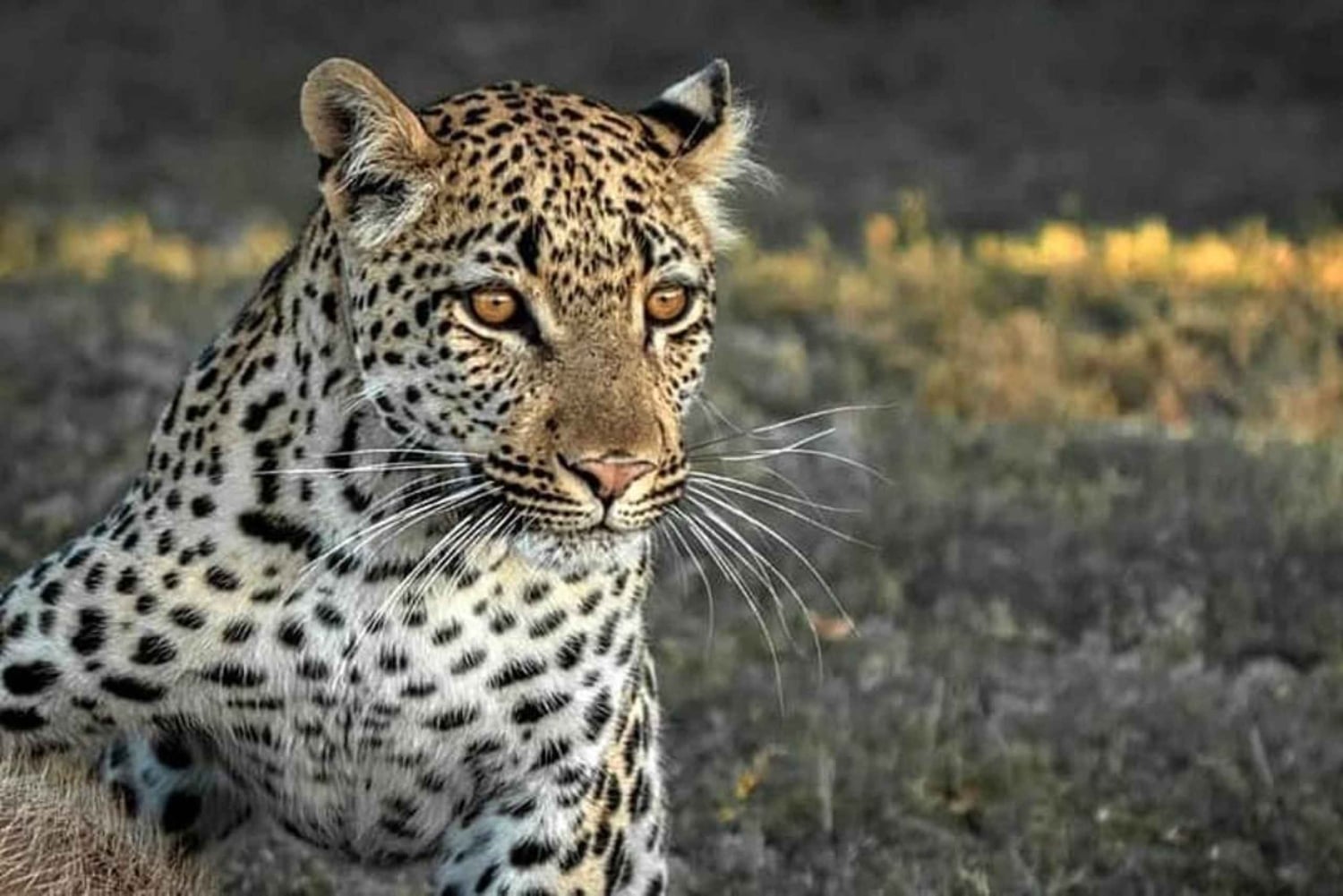 Порт-Элизабет: сафари с рейнджером в Амахале