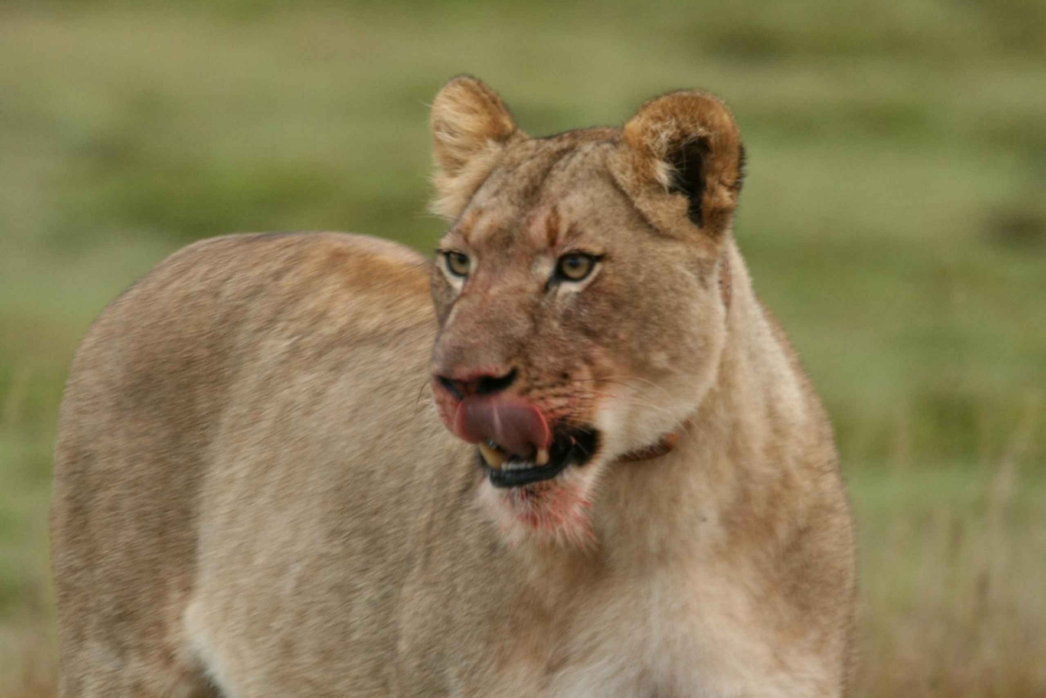 Порт-Элизабет: сафари с рейнджером в Амахале