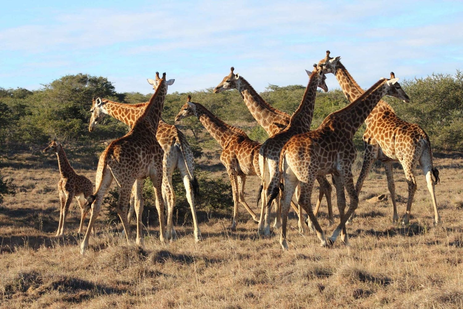 Порт-Элизабет: сафари с рейнджером в Амахале