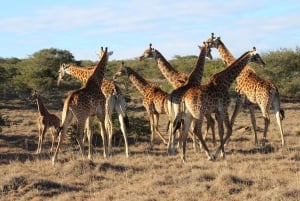 Порт-Элизабет: сафари с рейнджером в Амахале
