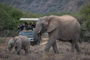 Порт-Элизабет: сафари с рейнджером в Амахале
