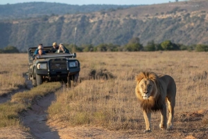 Порт-Элизабет: сафари с рейнджером в Амахале