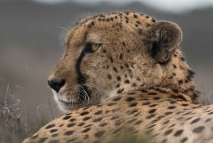 Порт-Элизабет: сафари с рейнджером в Амахале