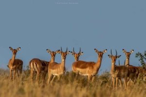 Порт-Элизабет: сафари с рейнджером в Амахале