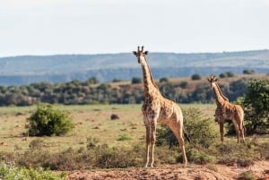 Порт-Элизабет: сафари с рейнджером в Амахале