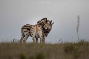 Порт-Элизабет: сафари с рейнджером в Амахале