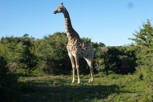 Порт-Элизабет: сафари с рейнджером в Амахале