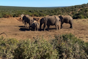 Port Elizabeth : Safari en véhicule ouvert Schotia