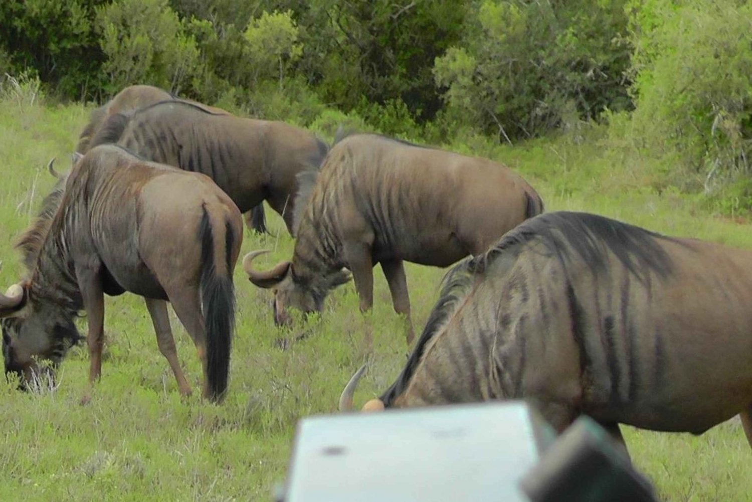 Meraviglie selvagge: Incontro con la giraffa e tour di Schotia Safaris