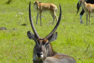 Wild Wonders: Giraffe Encounter & Schotia Safaris Tour