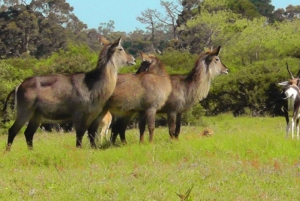 Wild Wonders: Giraffe Encounter & Schotia Safaris Tour