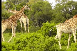 Wild Wonders: Giraffe Encounter & Schotia Safaris Tour