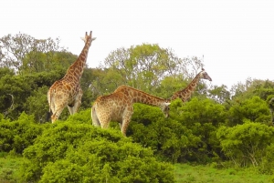 Wild Wonders: Giraffe Encounter & Schotia Safaris Tour