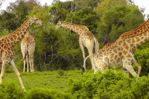 Wild Wonders: Giraffe Encounter & Schotia Safaris Tour