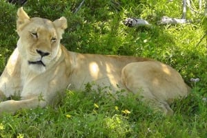 Wild Wonders: Giraffe Encounter & Schotia Safaris Tour