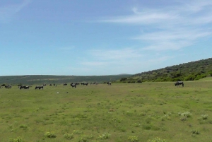 Wild Wonders: Giraffe Encounter & Schotia Safaris Tour