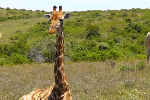 Wild Wonders: Giraffe Encounter & Schotia Safaris Tour