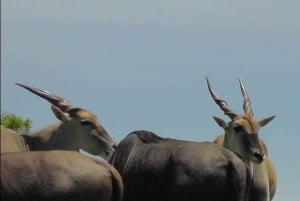 Wild Wonders: Giraffe Encounter & Schotia Safaris Tour