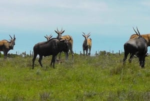 Wild Wonders: Giraffe Encounter & Schotia Safaris Tour