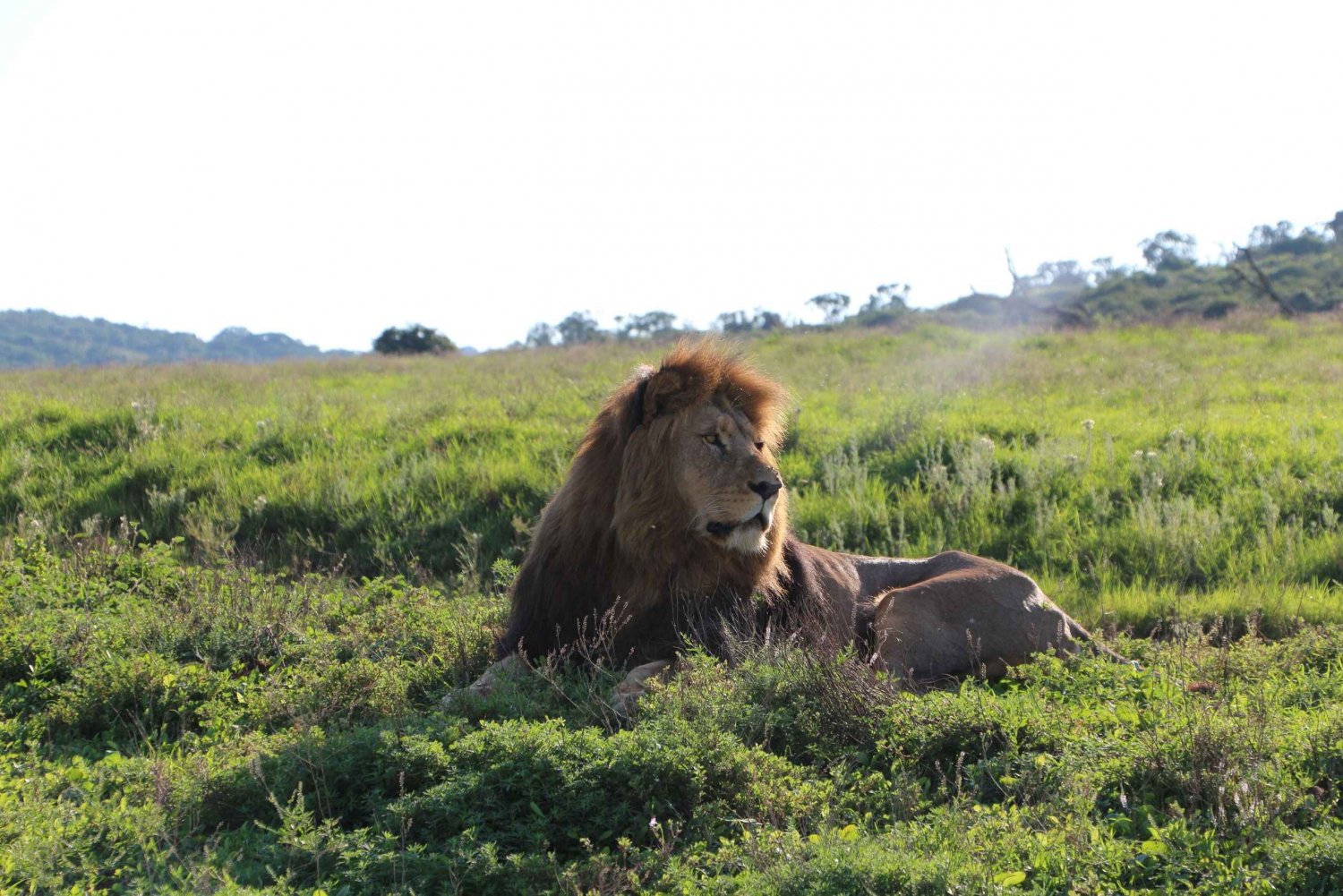 Port Elizabeth: Safari na Reserva de Caça Privada de Schotia