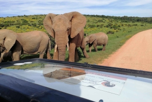 Port Elizabeth: Safari i Schotia Private Game Reserve