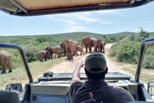 Port Elizabeth: Safari i Schotia Private Game Reserve