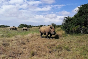 Port Elizabeth: Safari i Schotia Private Game Reserve