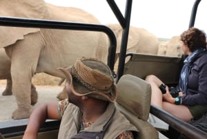 Порт-Элизабет: Сафари в частном заповеднике Schotia