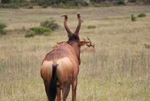 Порт-Элизабет: Сафари в частном заповеднике Schotia