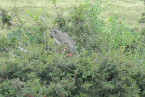 Port Elizabeth: Schotia Safaris Game Reserve Safari
