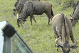 Port Elizabeth: Schotia Safaris Game Reserve Safari