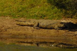 Port Elizabeth: Schotia Safaris Game Reserve Safari