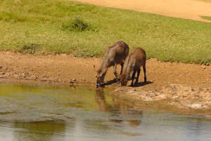 Port Elizabeth: Schotia Safaris Game Reserve Safari