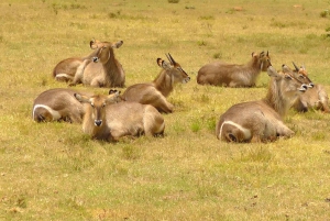 Port Elizabeth: Schotia Safaris Game Reserve Safari