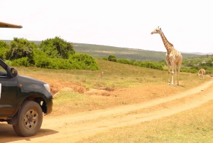 Port Elizabeth: Schotia Safaris Game Reserve Safari