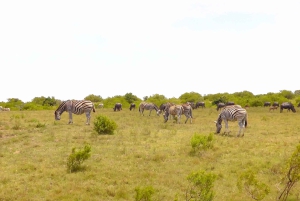 Port Elizabeth: Schotia Safaris Game Reserve Safari