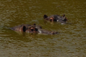 Port Elizabeth: Schotia Safaris Game Reserve Safari